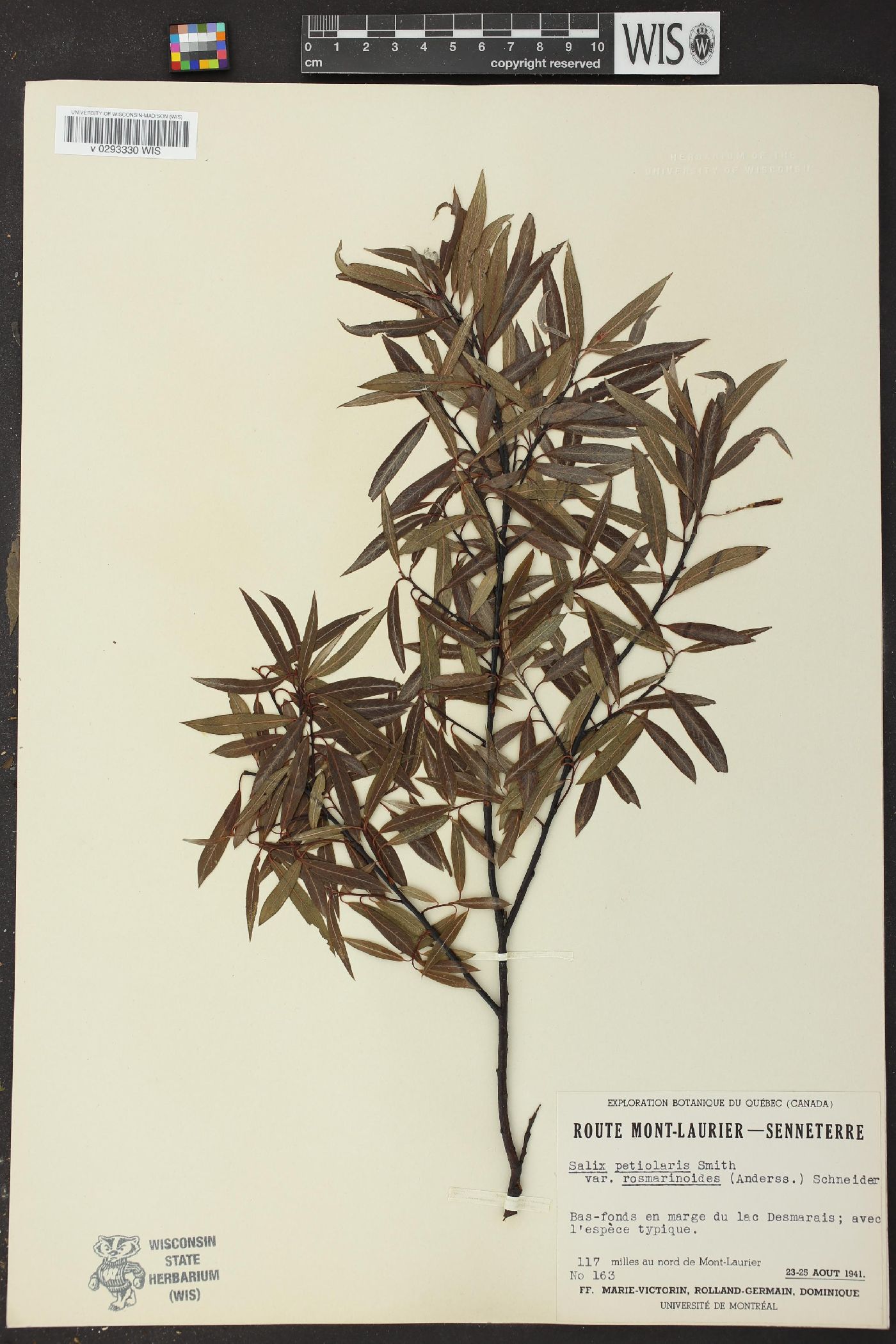Salix petiolaris var. rosmarinoides image