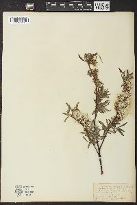 Salix petiolaris image