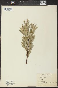 Salix petiolaris image