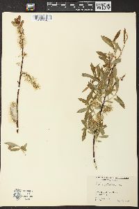 Salix petiolaris image