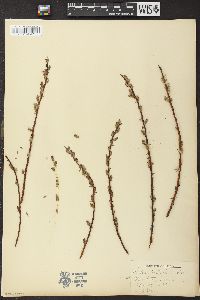 Salix petiolaris image