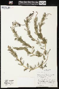 Myriophyllum spicatum image