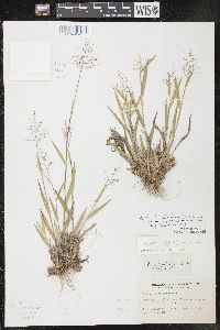 Dichanthelium acuminatum subsp. columbianum image