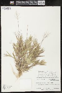 Dichanthelium acuminatum subsp. columbianum image