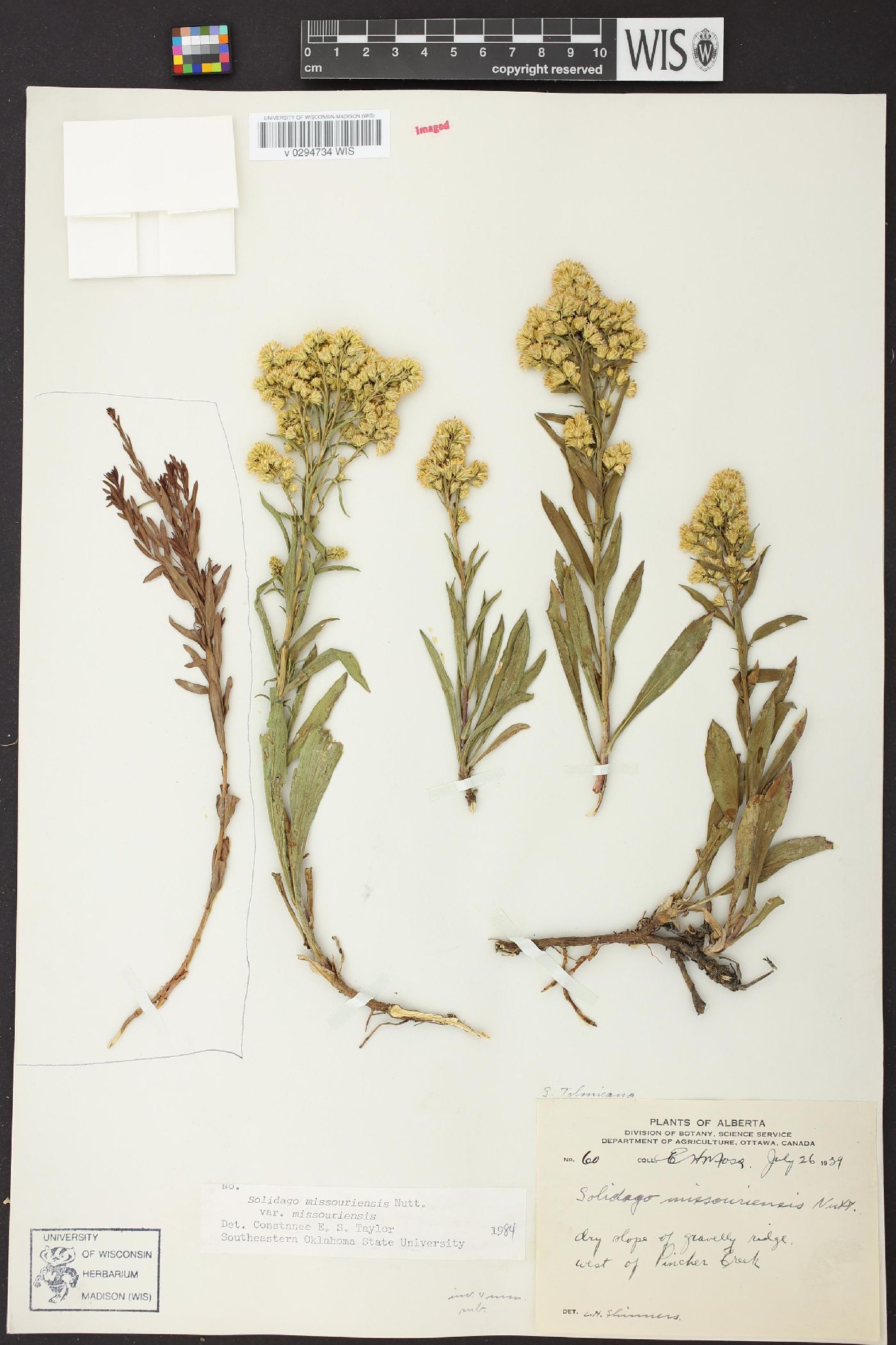 Solidago missouriensis var. missouriensis image