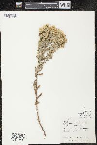 Solidago petiolaris image