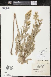 Solidago petiolaris image