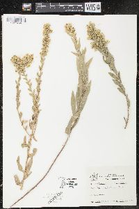 Solidago petiolaris image