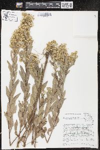 Solidago petiolaris image