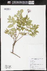 Aralia hispida image