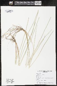 Eleocharis robbinsii image