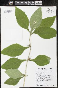 Triosteum aurantiacum image