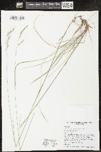 Schizachne purpurascens image