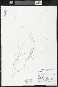 Carex trisperma image