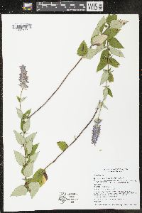 Agastache foeniculum image