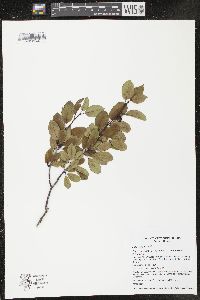 Ilex mucronata image