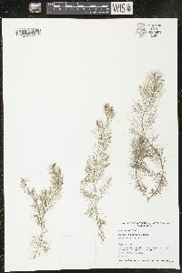 Myriophyllum farwellii image