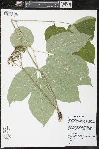 Aralia nudicaulis image