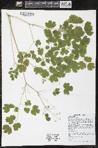 Thalictrum dioicum image