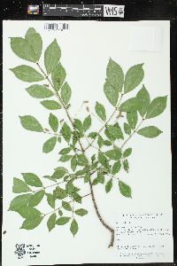 Euonymus alatus image