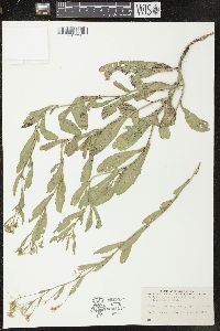 Rorippa austriaca image