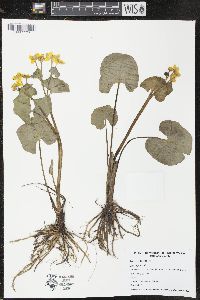 Caltha palustris image