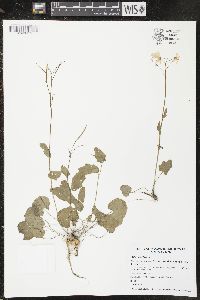 Cardamine bulbosa image