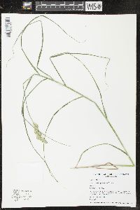 Carex muskingumensis image