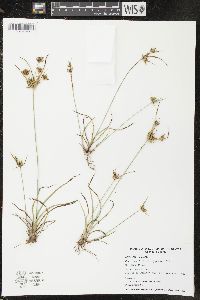 Cyperus houghtonii image