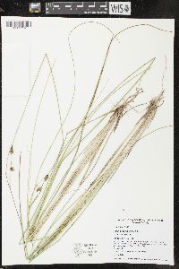 Carex oligosperma image