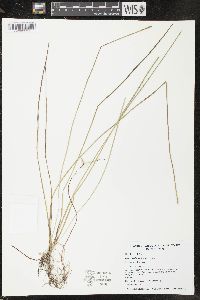 Eleocharis robbinsii image