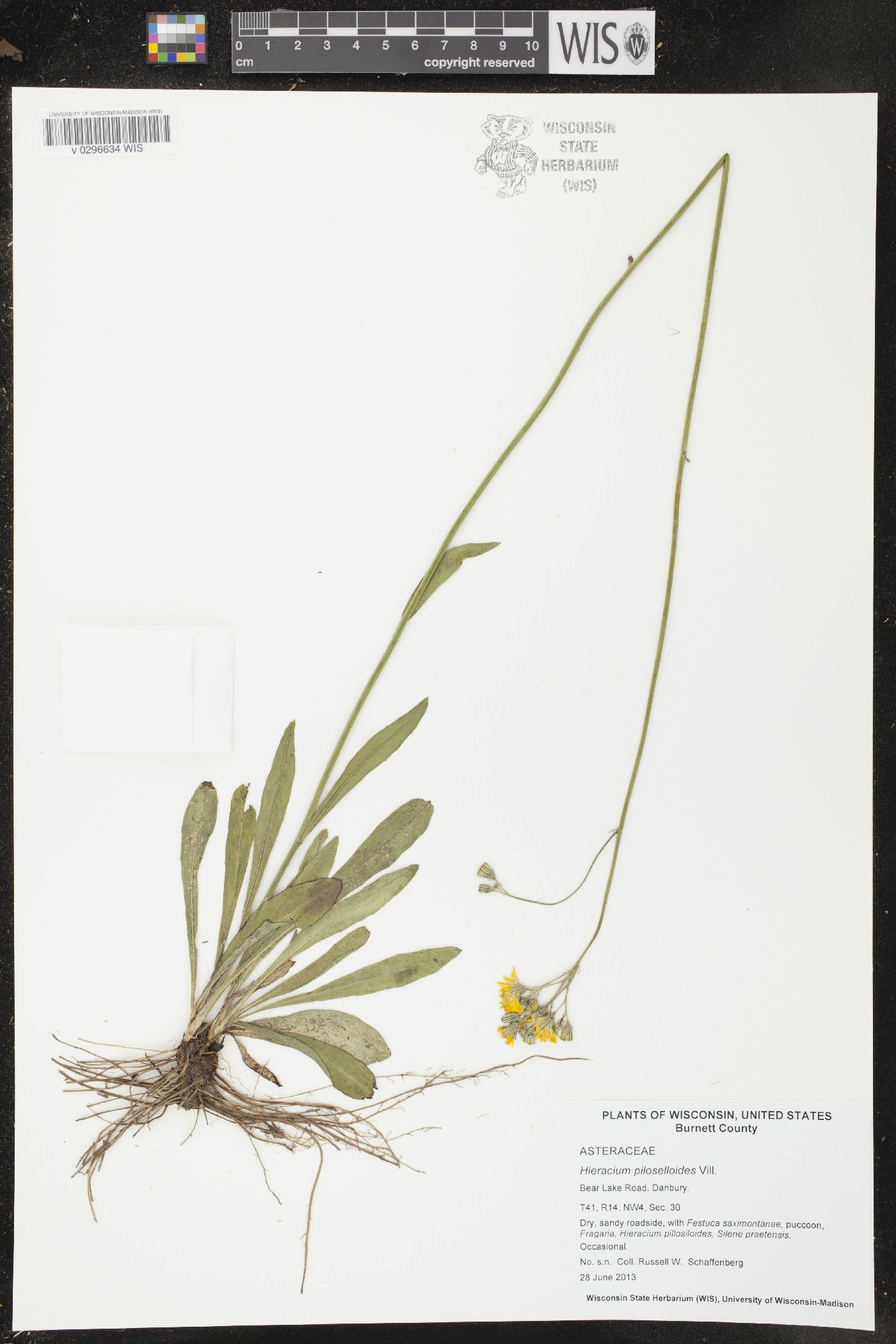 Hieracium piloselloides image