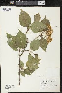 Viburnum lentago image