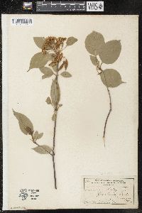 Viburnum lentago image