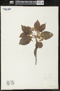 Viburnum lentago image