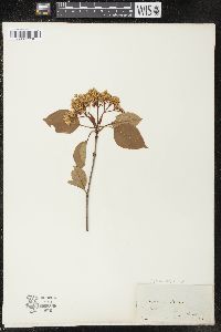 Viburnum lentago image