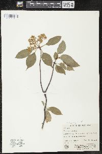 Viburnum lentago image