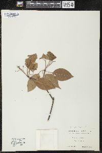 Viburnum lentago image