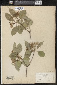 Viburnum lentago image