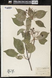 Viburnum lentago image