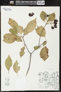 Viburnum lentago image