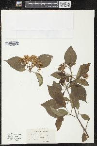 Viburnum lentago image