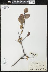 Viburnum prunifolium image