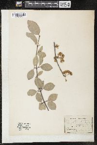 Viburnum prunifolium var. globosum image