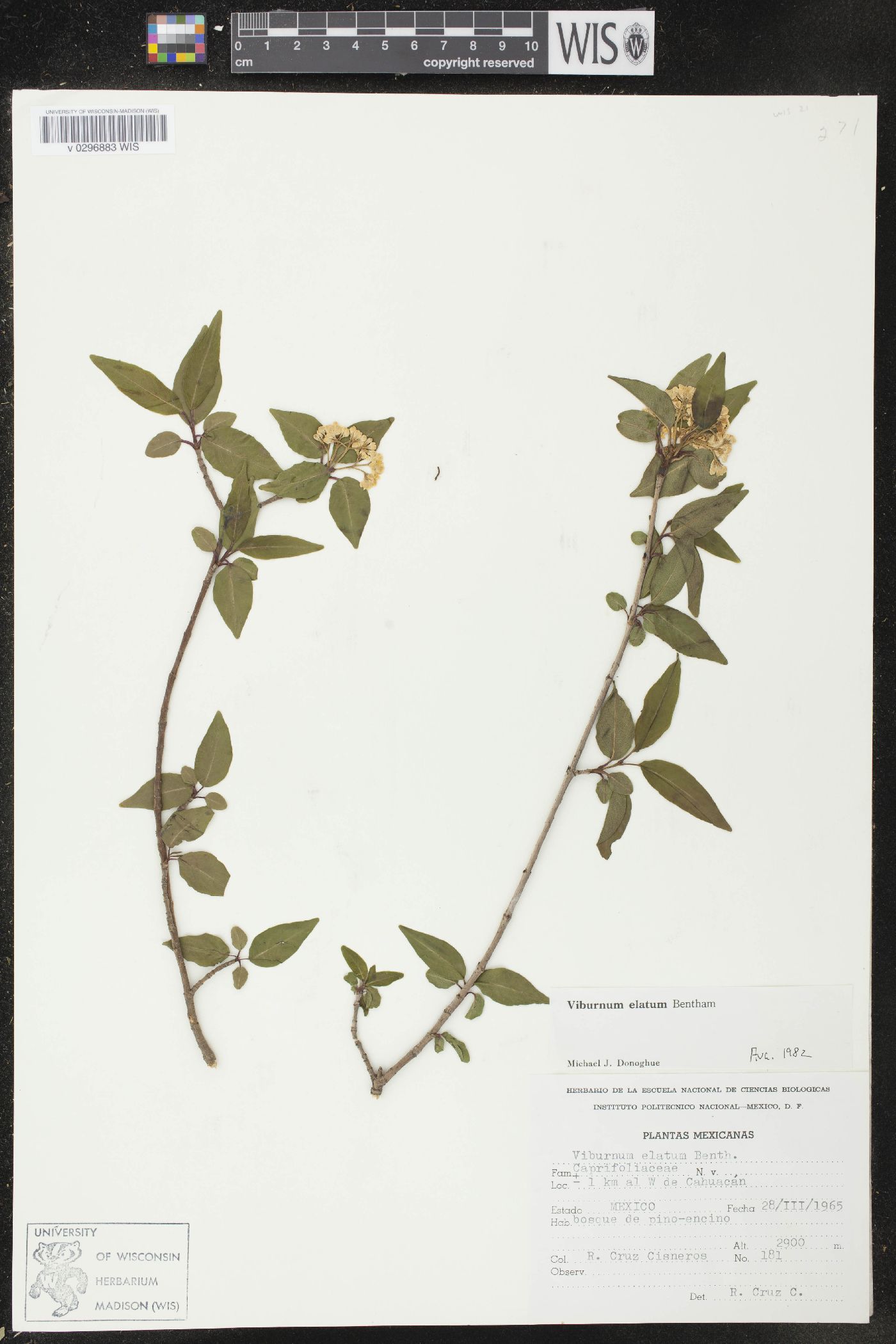 Viburnum elatum image