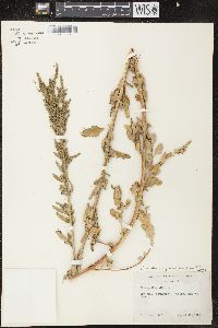 Chenopodium strictum image