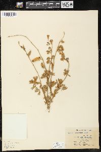 Lupinus chamissonis image