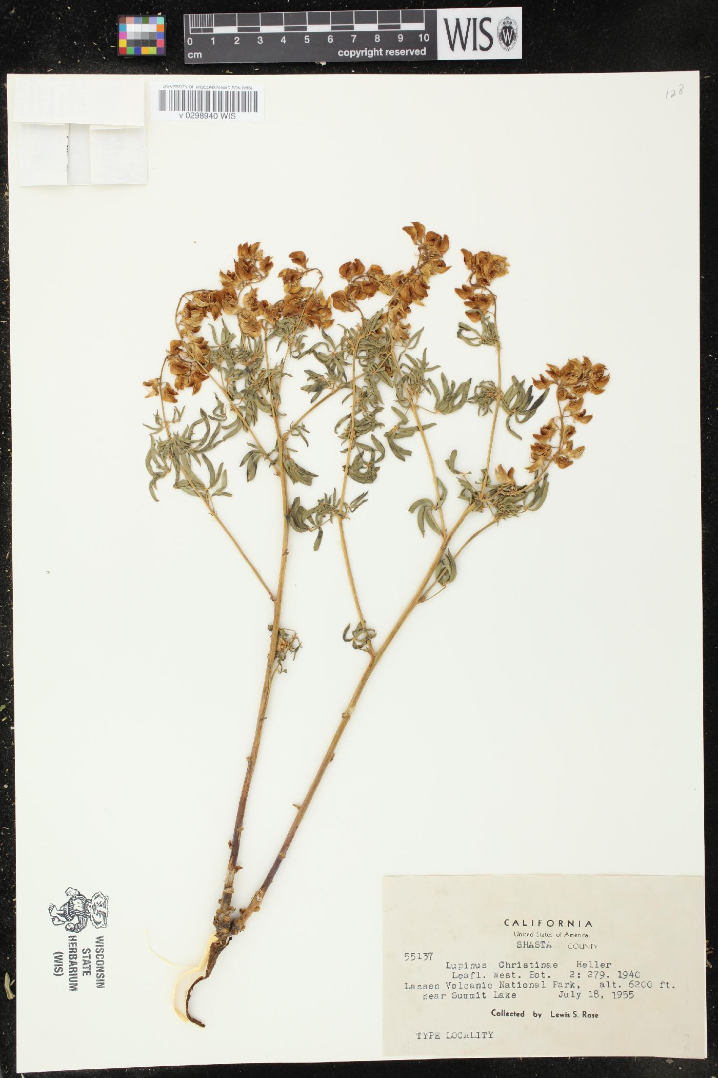 Lupinus christinae image