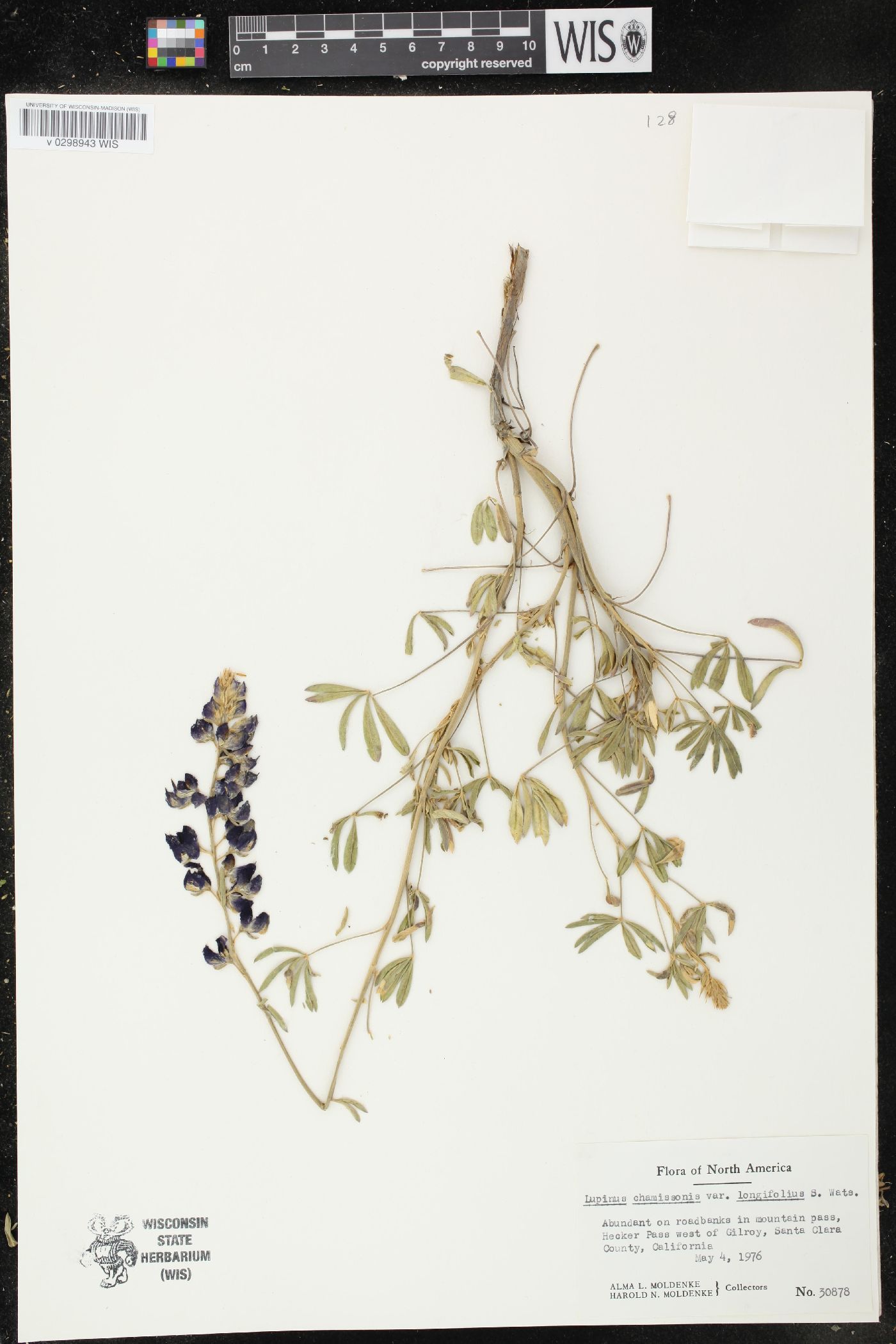 Lupinus chamissonis var. longifolius image