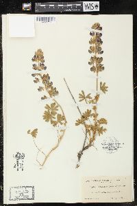 Lupinus collinus image